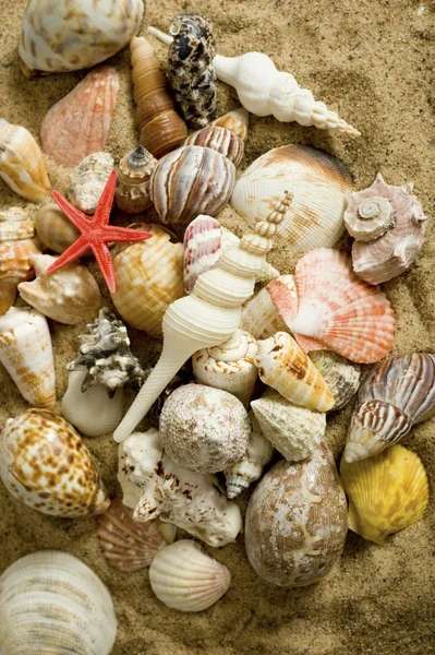 Sea Shell Background — Stock Photo, Image