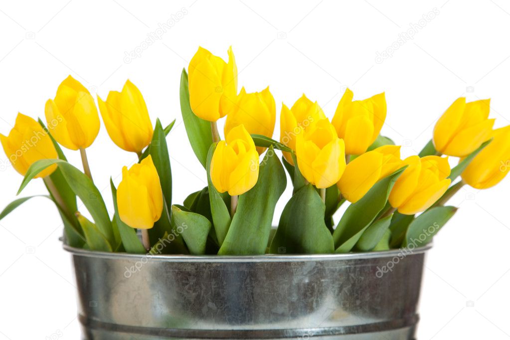 Yellow tulips in a metal pail on white