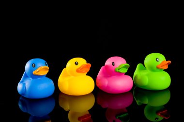 siyah renkli ördekler