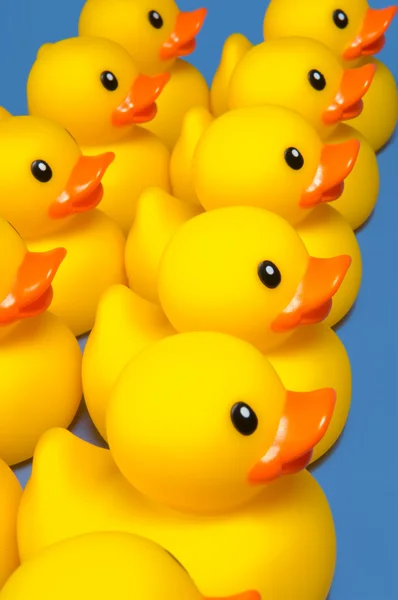 Ducks in a row — Stock Photo, Image