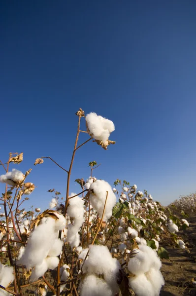 Campo de algodão na colheita — Fotografia de Stock