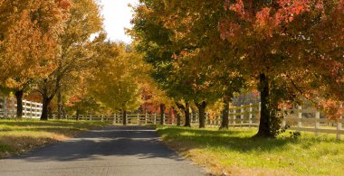 sonbaharda ağaç yol