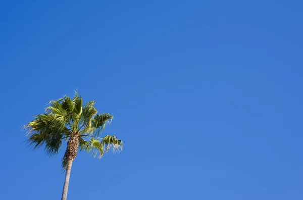 Palm Tree on Blue — Stock Photo, Image