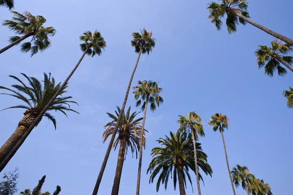 Palm Trees on Blue — Stock Photo, Image