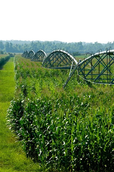 Irrigated Corn Field — Stock Photo, Image
