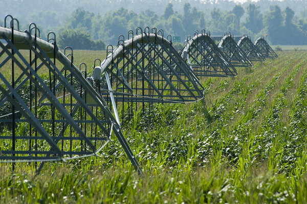 Irrigated Corn Field