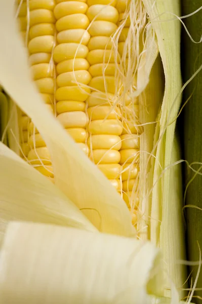 Fresh Corn on the Cob — Stock Photo, Image