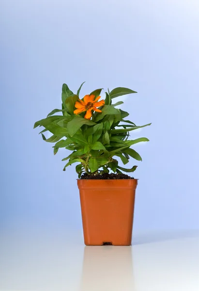 Pequena planta, zinnia — Fotografia de Stock