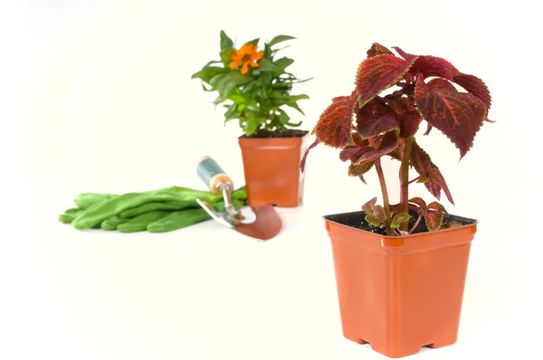 Spring planting — Stock Photo, Image