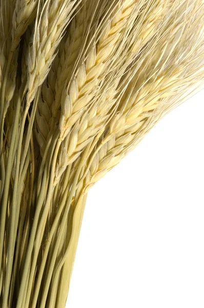 Wheat on White — Stock Photo, Image