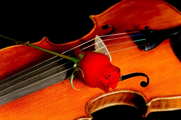 Geige mit Rose — Stockfoto