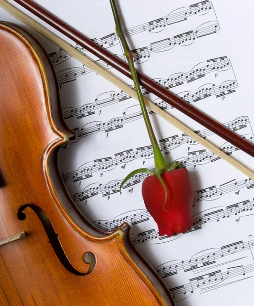 Скрипка, роза и музыка — стоковое фото