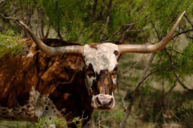 Longhorn mesquite çalılık içinde