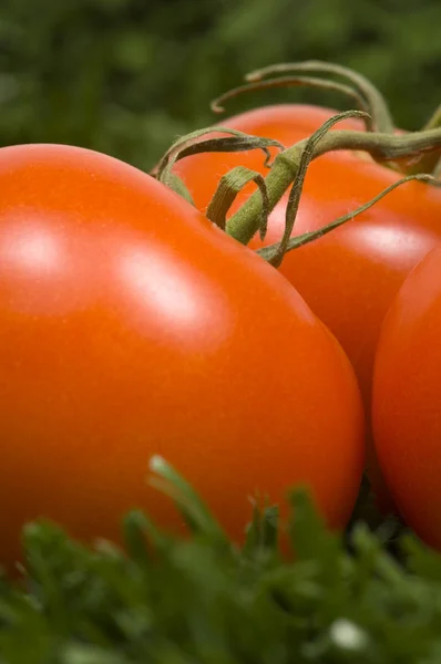 Red Tomatoes — Stock Photo, Image