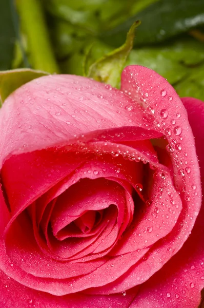 Rosa Rosa con gotas de agua- macro — Foto de Stock