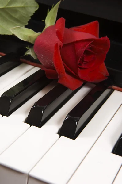 Rosa al pianoforte — Foto Stock