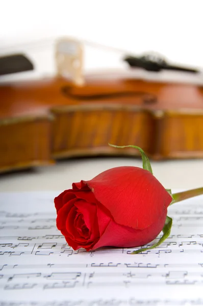 Viool, rose en bladmuziek — Stockfoto