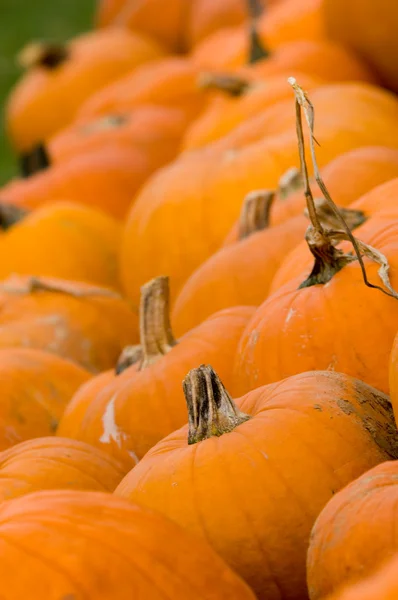 Herbstliche Dekoration - Kürbisbeet — Stockfoto