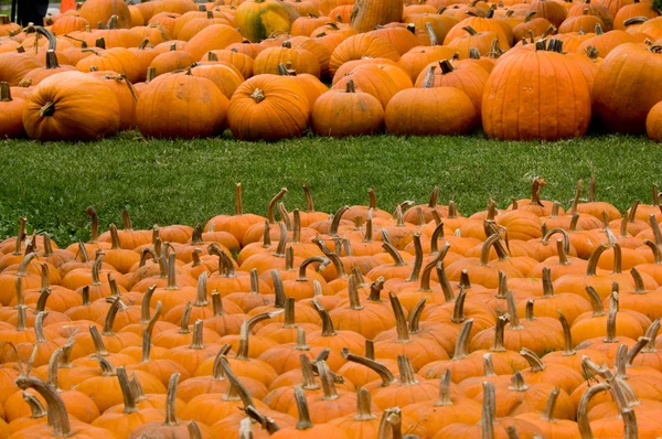 Autumn Decoration - pumpkin patch — Stock Photo, Image