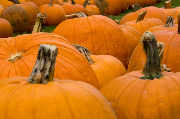 Herbstliche Dekoration - Kürbisbeet — Stockfoto