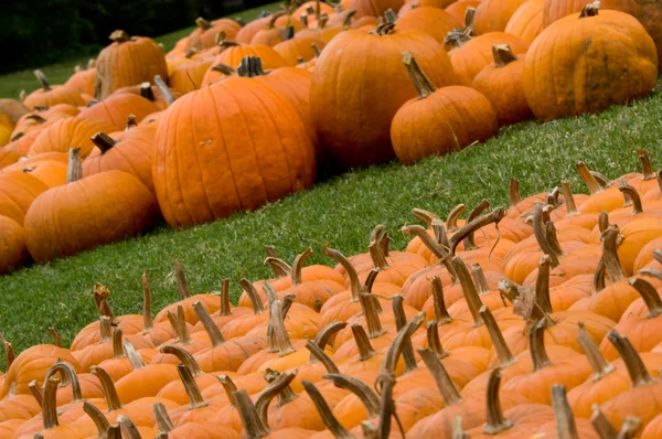 Herbstliche Dekoration - Kürbisbeet — Stockfoto