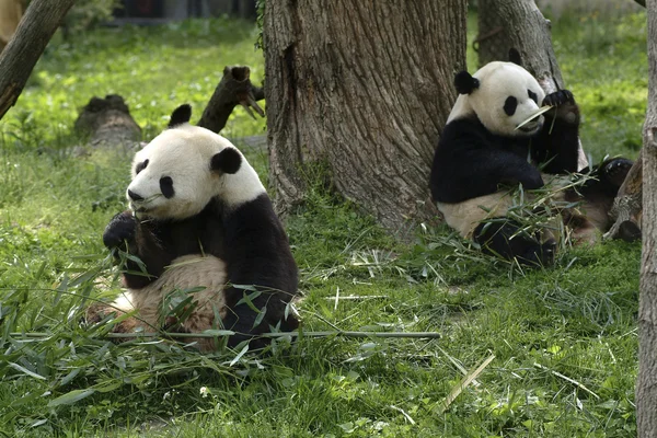 Giant Pandas Feeding — Stock Photo, Image