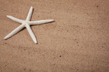 Sand background with a starfish