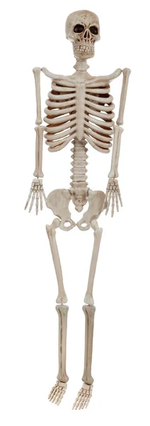 白い背景の上の人間の骨格 — ストック写真