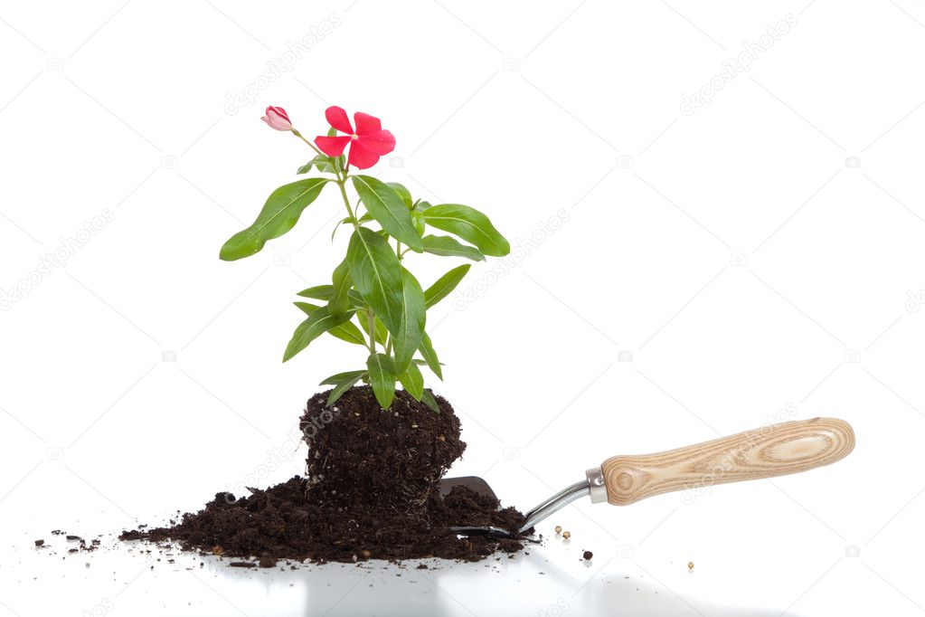 A flower in soil on a spade