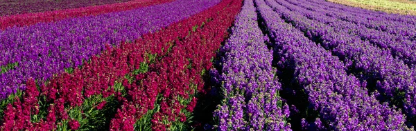 Reihen roter und lila Schnappdrachen in einem Feld — Stockfoto