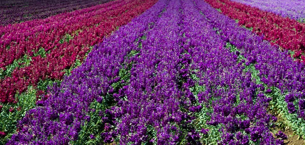 Reihen roter und lila Schnappdrachen in einem Feld — Stockfoto