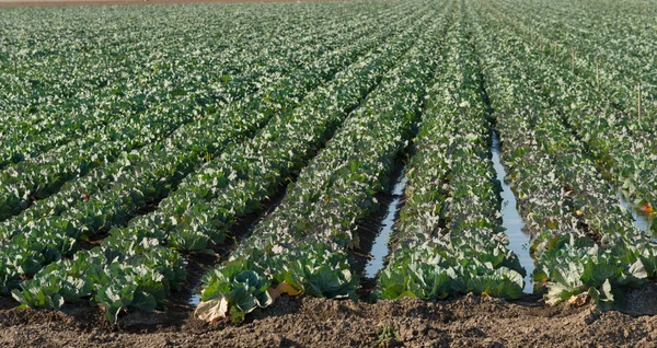 Rows of cabbage in the field — Stock Photo, Image