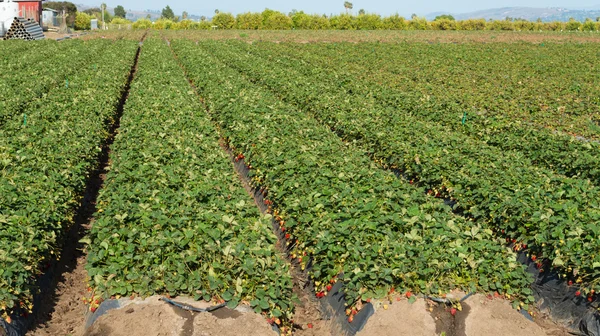 Strawberry fields — Stock Photo, Image