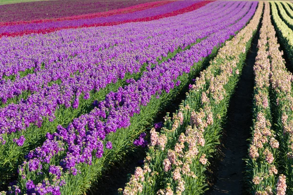 Reihen von Schnappdrachen blühen auf einem Feld — Stockfoto