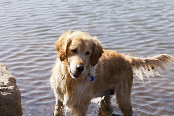 Köpeği olan kız. — Stok fotoğraf