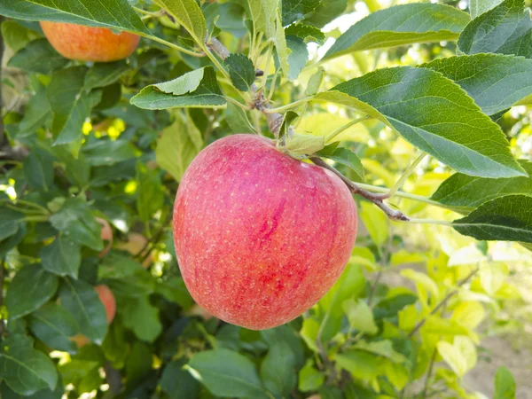 Manzana roja — Foto de Stock