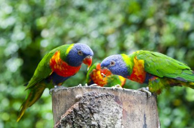 Lorius Lory
