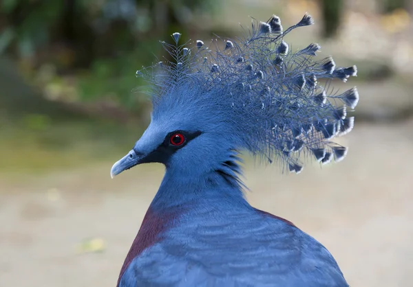 维多利亚加冠鸽 — 图库照片