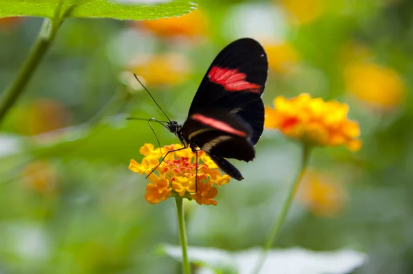 Heliconius Мельпомени — стокове фото