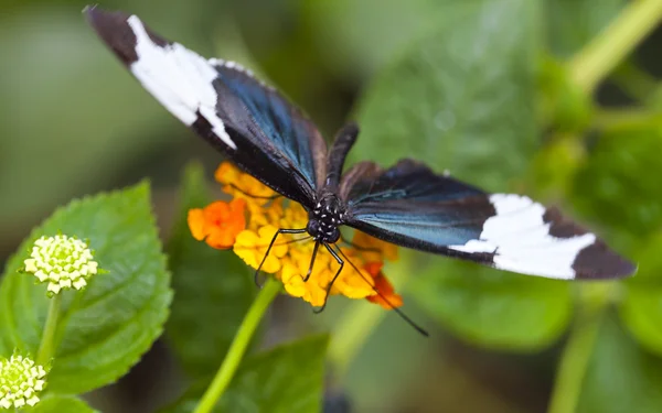 Heliconius sapho — Zdjęcie stockowe