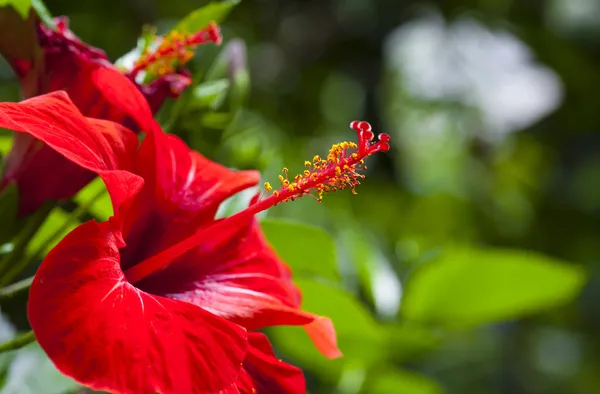 Hibisco — Fotografia de Stock