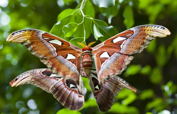 Giant Atlas Moth — Stock Photo, Image