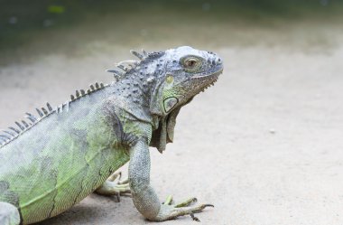 İguana Iguana