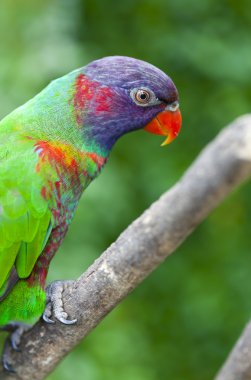 Lorius chlorocercus