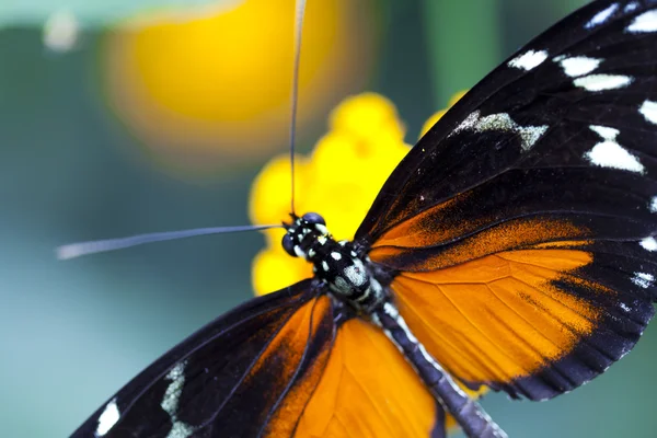 Heliconius hecale — 스톡 사진