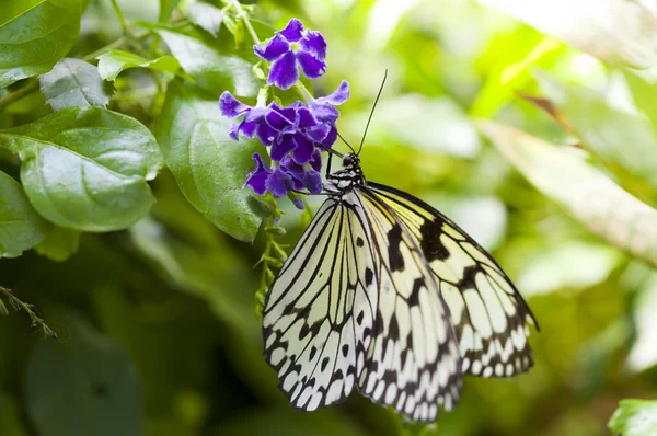 Idea leuconoe — Stock Photo, Image