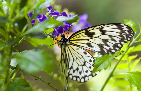 Idée leucone — Photo