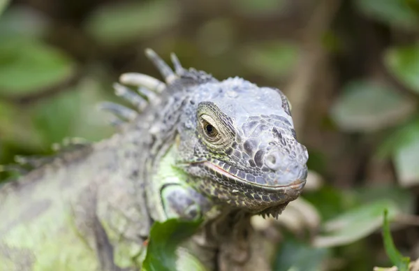 Iguana iguana — Foto de Stock