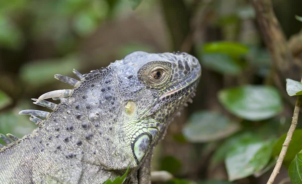 Iguana iguana — Foto de Stock