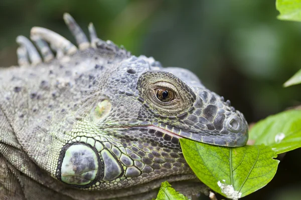 Iguana iguana — Foto de Stock